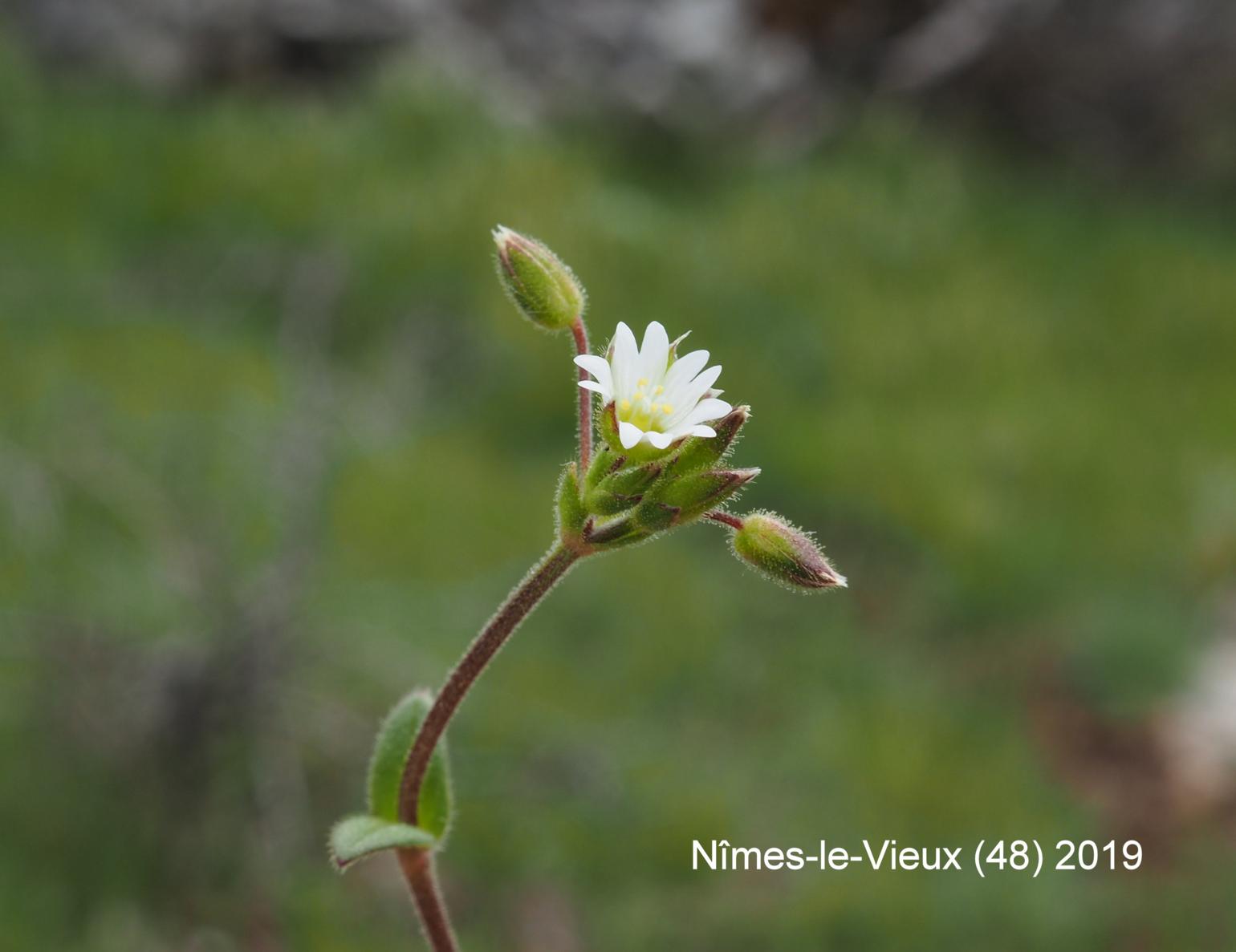 Mouse-ear, Dwarf